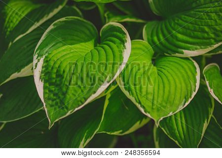 Green Bush Hosta. Nature Background Image. Beautiful Hosta Leaves Background. Ornamental Plant For L