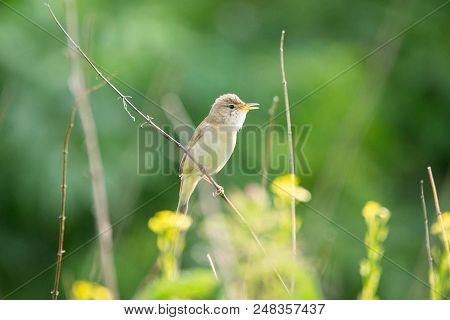 Reed On A Branch