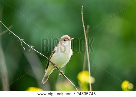 Reed On A Branch