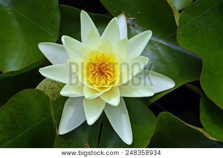Flower Of Yellow Water Lily In A Pond