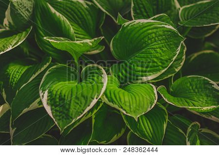 Green Bush Hosta. Nature Background Image. Beautiful Hosta Leaves Background. Ornamental Plant For L