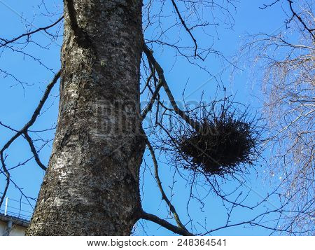 Nests Of Birds From Twigs On Tree Branches.