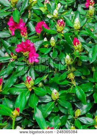 Beautiful Rhododendron Shrubs Strewn With Beautiful Flowers