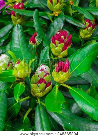 Beautiful Rhododendron Shrubs Strewn With Beautiful Flowers