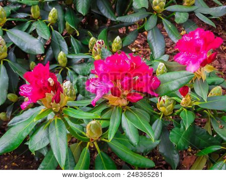 Beautiful Rhododendron Shrubs Strewn With Beautiful Flowers