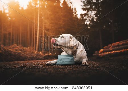 Young Thirsty Purebred Labrador Retriever Dog Puppy Lying Down And Drinking Water Out Of Dog Bowl In