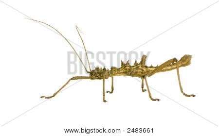 Stick Insect, Phasmatodea - Aretaon Asperrimus