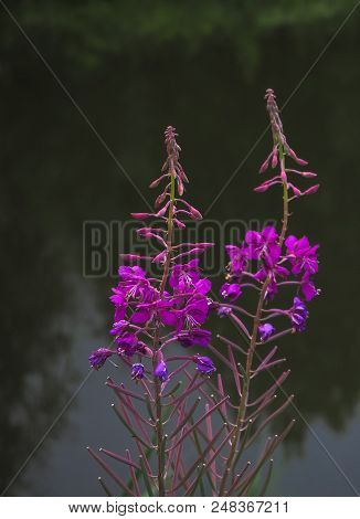 Ivan-tea, Kiprei, Epilobium, Herbal Tea On The Field, Close-up.