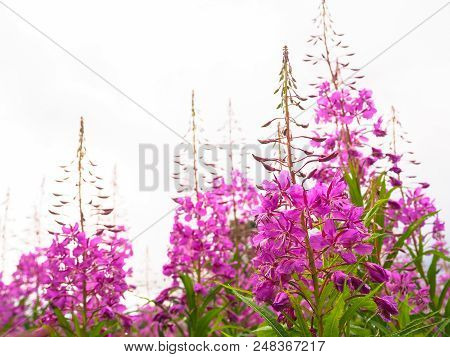 Ivan-tea, Kiprei, Epilobium, Herbal Tea On The Field, Close-up.