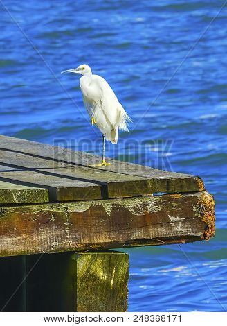 Little White Egret Bird Grand Canal Venice Italy. Egretta Garzetta