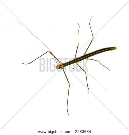 Stick Insect, Phasmatodea - Oreophoetes Peruana