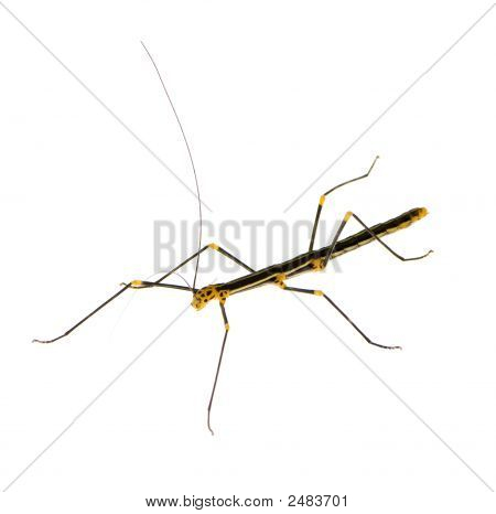 Stick Insect, Phasmatodea - Oreophoetes Peruana