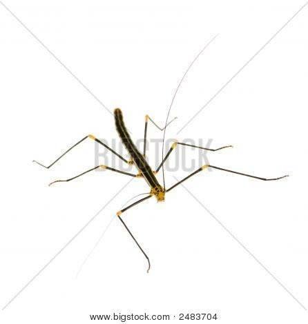 Stick Insect, Phasmatodea - Oreophoetes Peruana