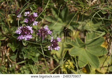 Wild Flowers - Thyme Blossom (thymus Serpyllum)