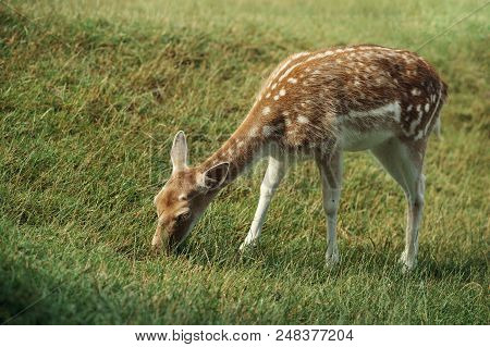 A White-tailed Deer Fawn Standing In A Meadow Fed From A Human Hand