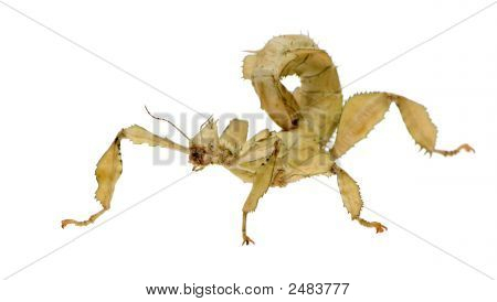 Stick Insect, Phasmatodea - Extatosoma Tiaratum