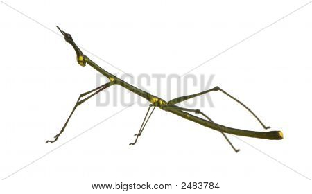 Stick Insect, Phasmatodea - Oreophoetes Peruana