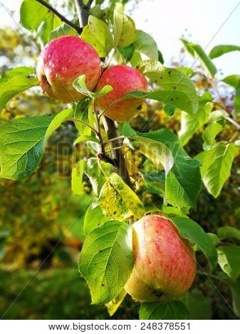 Apple Tree With Ripe Fruits In Autumn With Water Drops