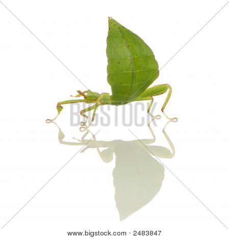 Leaf Insect, Phylliidae - Phyllium Sp