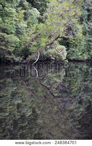 Water Reflections Of Trees In The Still Water Of The Gordon River In Tasmania Australia