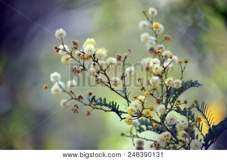 Flowers Of The Sunshine Wattle, Acacia Terminalis, Growing In The Royal National Park, Sydney, Nsw, 
