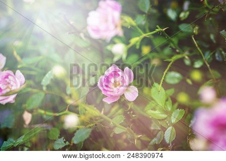 Closeup Of Pink Climbing Rose Bush In Bloom On Green Background.