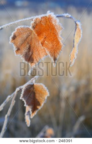 Dernières feuilles