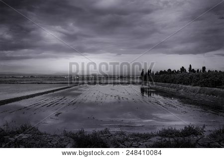 Rice Fields In Valencia B/n
