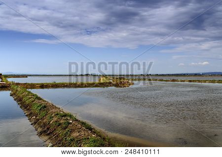 Rice Fields In Valencia