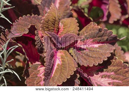 Ortica Coleus Blumei Leaf In The Garden