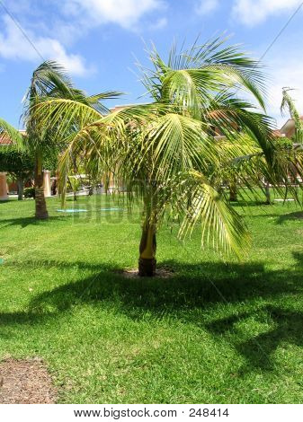 Palmera