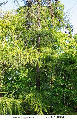 European Larch (larix Decidua) In A Park