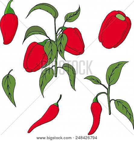 Hand Drawn Vegetable Set Of Bell Pepper. Vegetable Isolated On White Background. Vector Sketch Illus