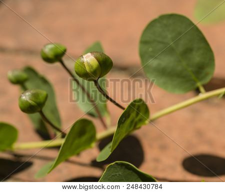 Fresh Buds Of Caper Plant, Capparis Spinosa, Bush, Flinders Rose.