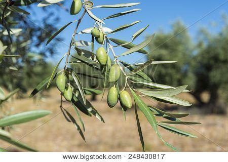 Olives Of The Cornicabra Variety On The Branch. Photo Taken In Ciudad Real Province, Spain