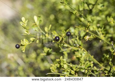 Foliage And Fruits Of Wild Jasmine, Jasminum Fruticans. It Is A Species In The Family Oleaceae Nativ