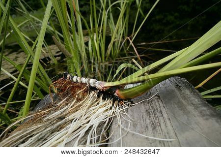 Freshly Dug Acorus Calamus Root. Fresh Acorus Calamus Root On Wooden Bridge Near Pond.