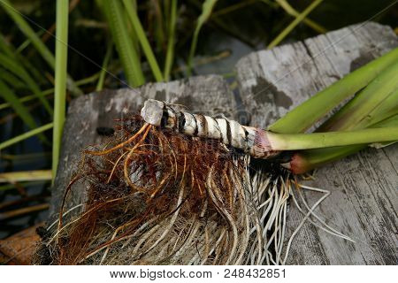 Freshly Dug Acorus Calamus Root. Fresh Acorus Calamus Root On Wooden Bridge Near Pond.