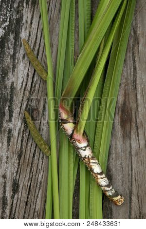 Freshly Dug Acorus Calamus Root With Leaves And Inflorescence. Fresh Acorus Calamus Root On Wooden B