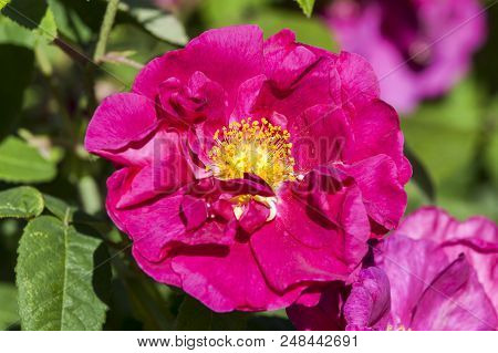 Rose Gallica Var. Officinalis A Springtime Summer Red Flower Shrub Coomonly Knowm As Old Red Damask