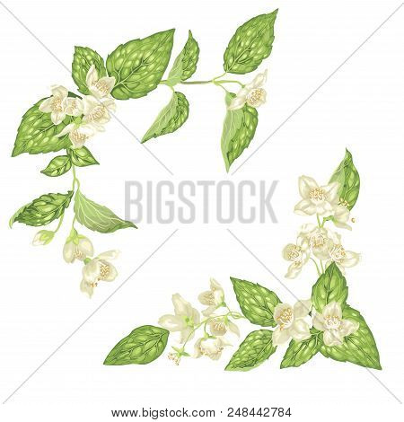 Jasmine Flower Vector Graphic Illustration Frame Decor Element