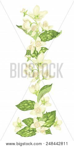 Jasmine Flower Vector Graphic Illustration Vertical Line