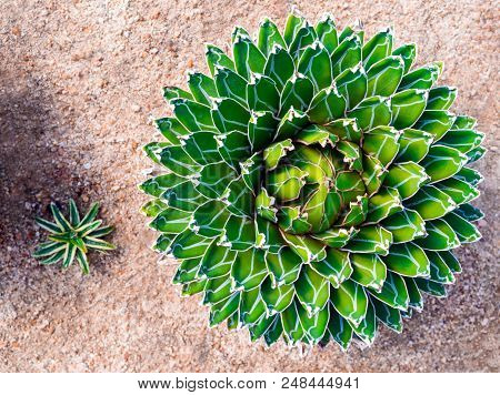 Succulent Plant Close-up, Fresh Leaves Detail Of Agave Victoriae Reginae