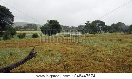 Tropical Forest In Kenya
