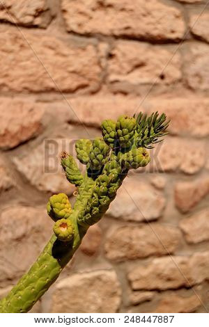 Green Cactus Against Rough Stone Wall In The Town Of Toconao, Atacama Desert, Northern Chile