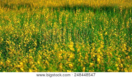 Crotalaria Juncea, Sunhemp Is A Plant That Can Be Grown To Nourish The Soil And Also Has Beautiful F