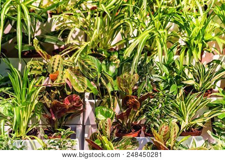 Pots With Many Green Decorative Plants In Outdoor Cafe