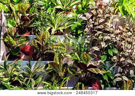 Pots With Many Green Decorative Plants In Outdoor Cafe