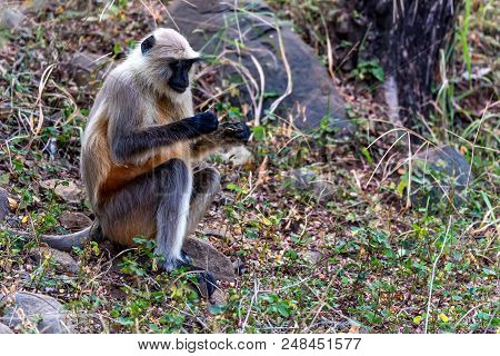 Close-up Portrait Of Gray Langur Or Semnopithecus Etellus Sitting On Ground In Ranthambore Naional P