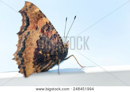 Butterfly Yellow Legged Tortoiseshell Sits On Window